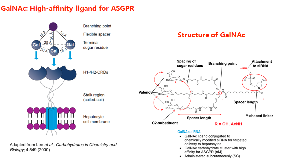 GalNAc-siRNA